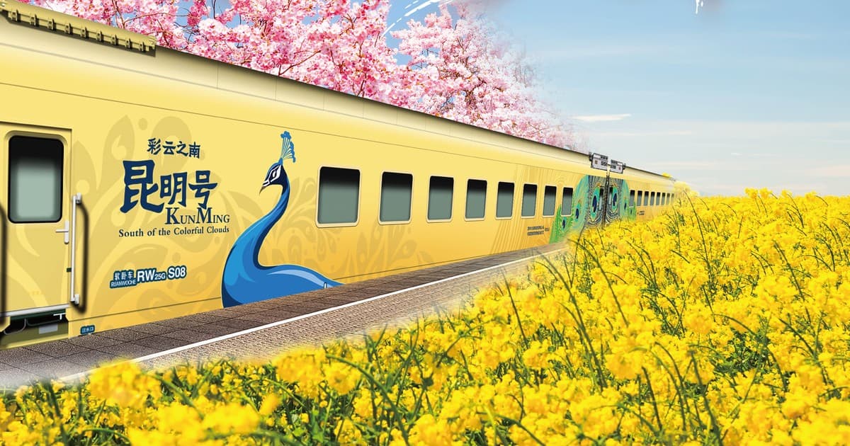 彩雲之南・昆明號金色孔雀塗裝車廂，行經櫻花與油菜花田